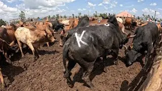 TODAY I WENT TO MNADA AS A COW BROKER||@iammarwa