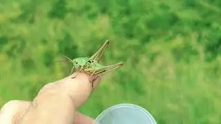 Przyroda Krakowa
