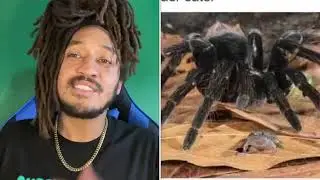 Spiders have PET FROGS?! 😩🐸🤷🏽‍♂️ 