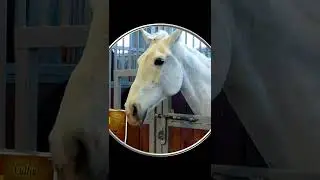 #Shorts Красивая Белая Лошадь. Красивые Лошади. Шортс Видео Shorts Животные Красивые Лошади