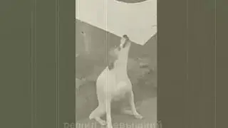 ВИТЕ НАДО ВЫЙТИ (Пёс, Гейб)
