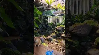 Kolam ikan dengan waterfall disamping rumah