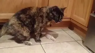 Part 1 of 3 - 15yo cat eating a raw chicken drumstick