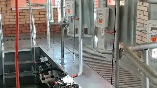 Доильный зал елочка 2х4 с автосьемом и учетом молока.