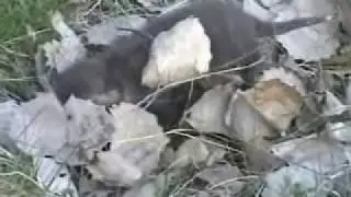 Fyndet vid VaBK 070417