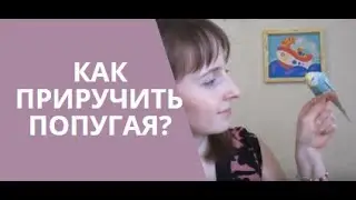 Как ПРИРУЧИТЬ ПОПУГАЯ? Волнистый попугай