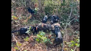 Ünye Domuz Avcıları (Barbarlar gibiydik)