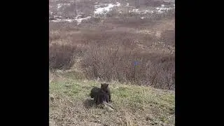 Felicia Cubs Playing With Blue Ribbon