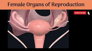 Female Organs of Reproduction | Histological Structure | 