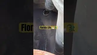 Only in Florida #crocodile #florida #gators #gator #wild #deadly #pets #love #instagram #tiktokvideo