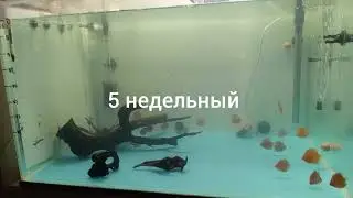 мои малыши (дискусы)