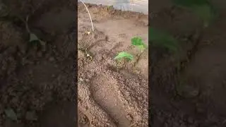 Amazing Tool For Farmer #Gadget #Gadgets 😉
