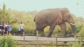 Big Elephant Walking on The Road || 🦣🐘Hathi ki mast chal #elephant #wildlife #animals