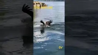 Have you seen this? Prey bird in the river. |hi nature short #shorts