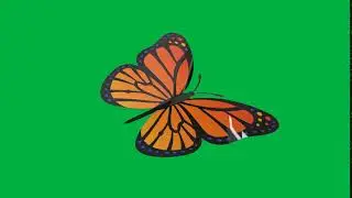 Green Background Video Butterfly