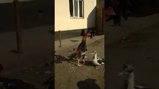 Шамо+турк
