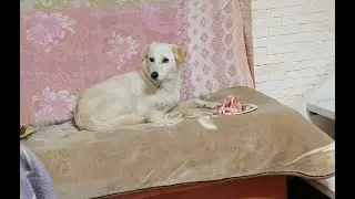 Надюша в гостях у Бэллы