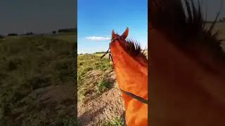 лошать #лошадь