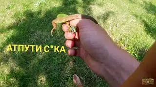 КАК ПОЙМАТЬ ЯЩЕРИЦУ