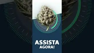 ASSISTA AGORA! - Amnesia Haze Strainview