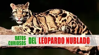 Pantera nebulosa, Leopardo nublado (Neofelis) | Datos curiosos de animales