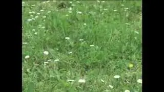 VX1000 FIRST FOOTAGE