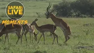 The Rare and Fleeting Moment an Impala Lamb is Conceived
