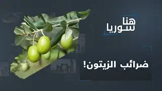 نكثوا العهود وتجاهلوا التحذيرات.. فصائل عفرين ترهق الفلاحين بضرائب الزيتون: من يحاسبهم؟