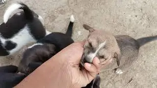 10 cute  puppies enjoying first vlog