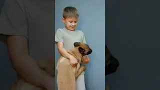 Малинуа как ведет себя с детьми (бельгийская овчарка)