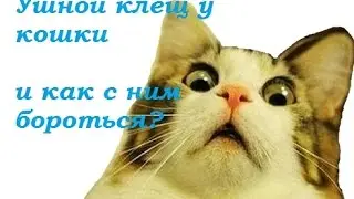 Как лечить котенка от ушных клещей в домашних условиях?
