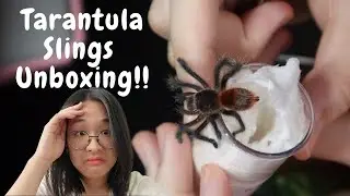 Slings unboxing | this tarantula decided to poop on me