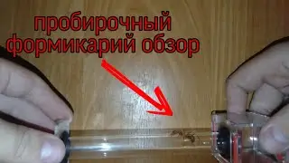 Обзор на пробирочный инкубатор. Подарок от друга!