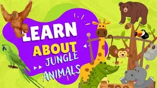 Jungle Animals Learning Adventure for Kids🦁🦋! 🐍🦒🐘