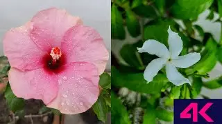 INDIAN FLOWERS 4K