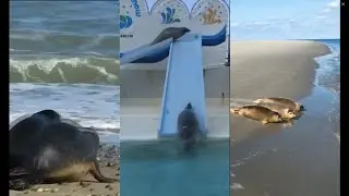 Compilation of T H I C C seals 9
