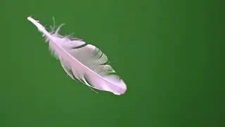 Floating Feather Green Screen Effects [4k]