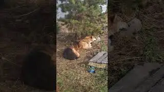 СОБАКА 