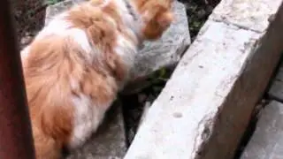 cat plays with a mouse