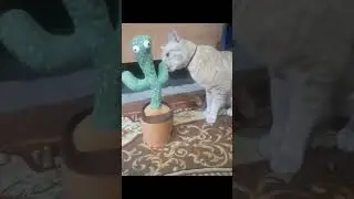 tu hmri jaan h re #cutecat #love #goldy #kuku #youtubeshorts