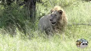 A Lazy And Restless Lion Coalition | Casper The White Lion And His Shishangaan Brothers