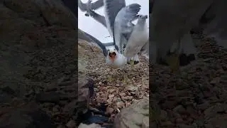 🐦