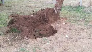 Isparta fernor ve fernette ceviz dikimi için kepçe ile çukur açma 2020 kasım ayı