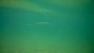 Подводный мир Феодосия пляж Динамо 31 08 2020