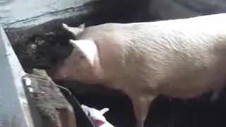 Ферментационная подстилка для свиней