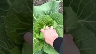 Капуста за копейки! Не сажай капусту, пока не узнаешь какой сорт выгодный! #капуста #алабино #деньги