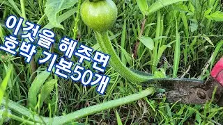 새로운 호박겹순치기방법 꼭 해야 되는 이유 줄기는 무성한데 호박이 많이 안 달리는 이유는 바로 이것 때문 호박 50개는 기본