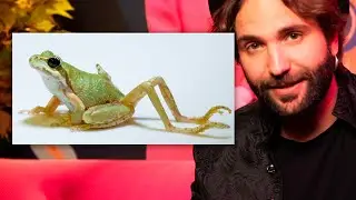 Il mistero della rana a quattro cosce