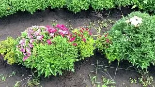 Цветение новинок. Какие подкормки сейчас можно делать?