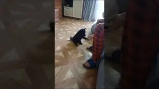 Шипперке Джексон, завтра 2 месяца уже выполняет команды